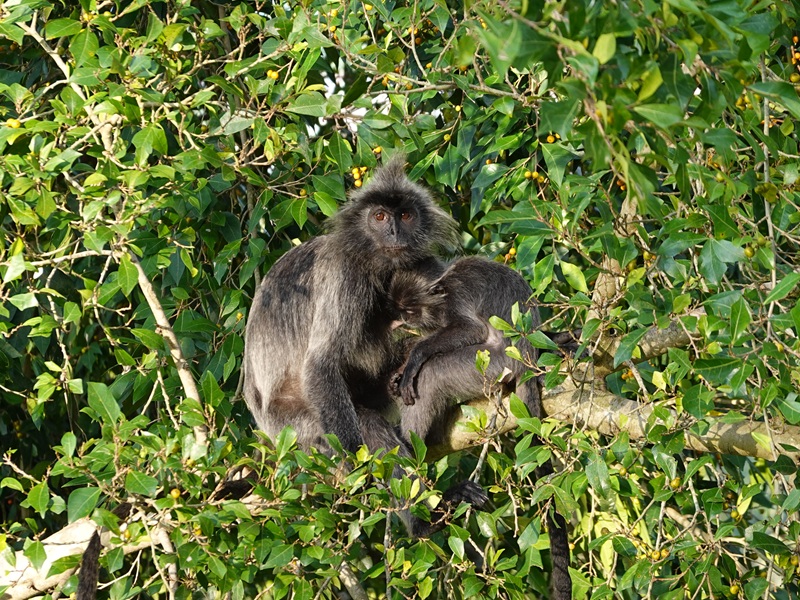Selangor silvery langur (Trachypithecus selangorensis)