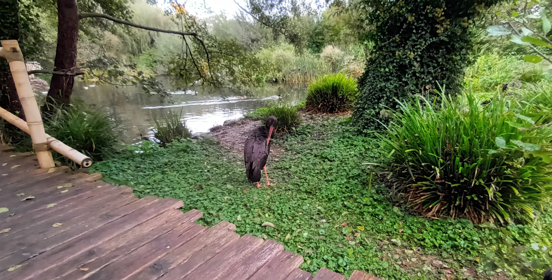 Selenga General View and Black Stork
