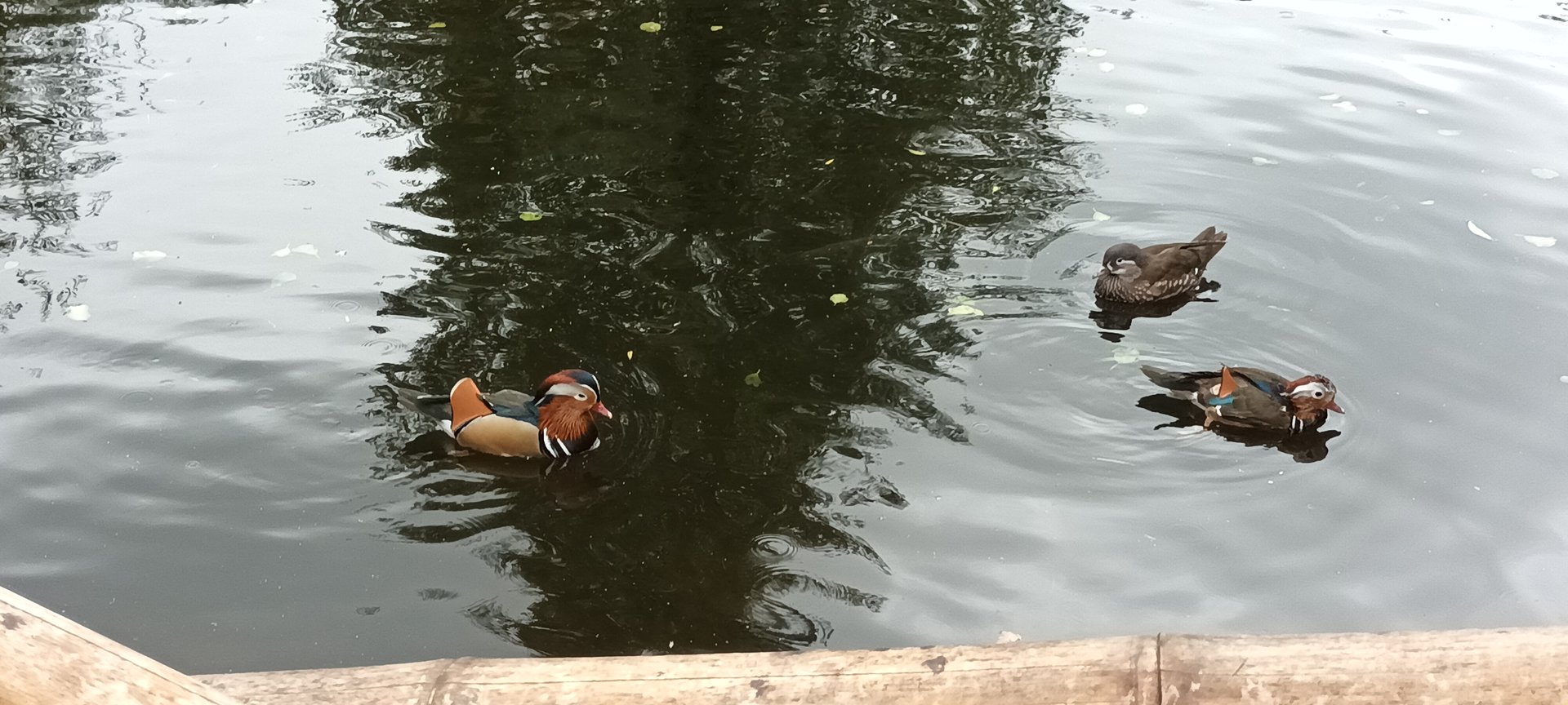 Selenga Mandarin Ducks