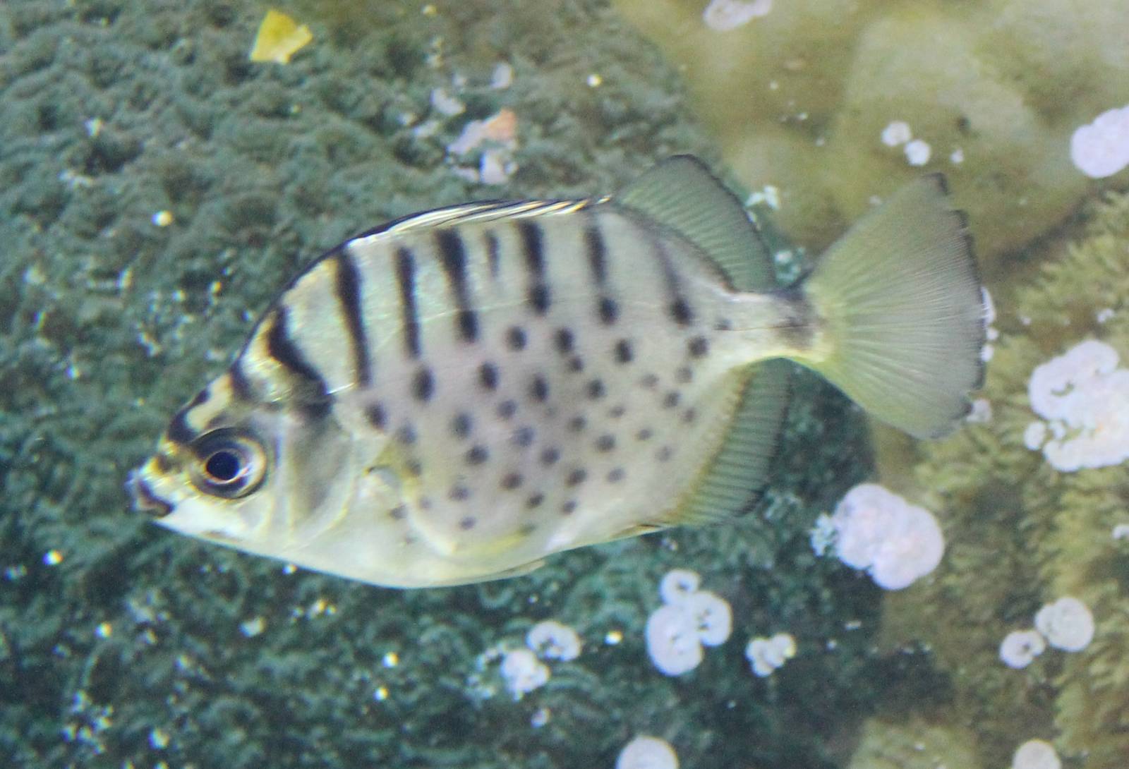 Selenotoca multifasciata