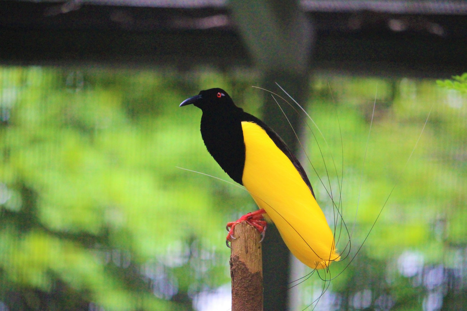 Seleucidis melanoleucus / Twelve-wired Bird-of-Paradise