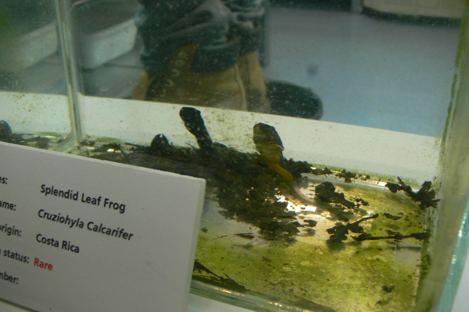 Self-displaying Splendid Leaf Frog at Manchester Museum, 07/01/15