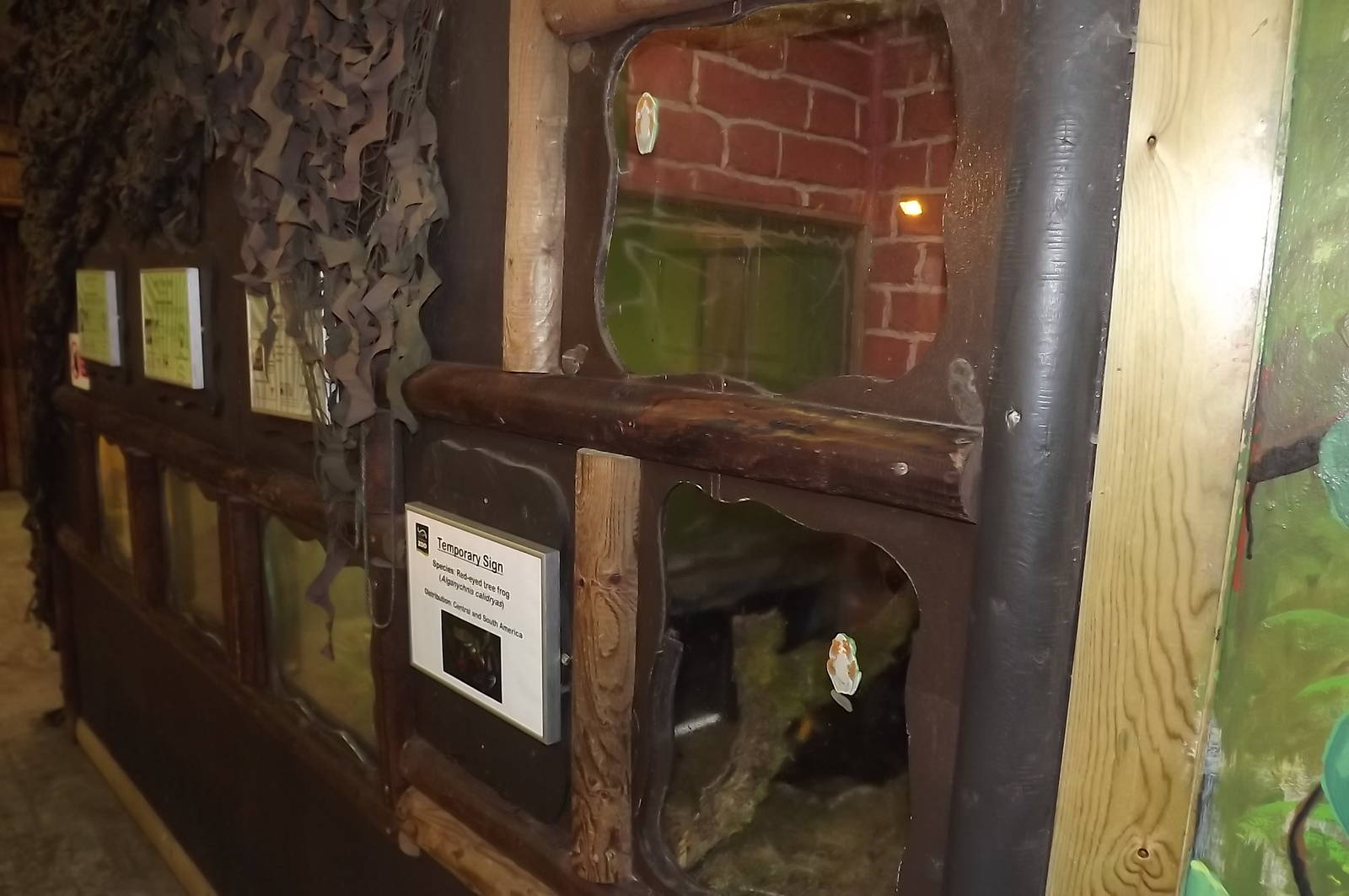 Self labeling Red Eyed Tree Frogs at Blackpool Zoo 17/06/12