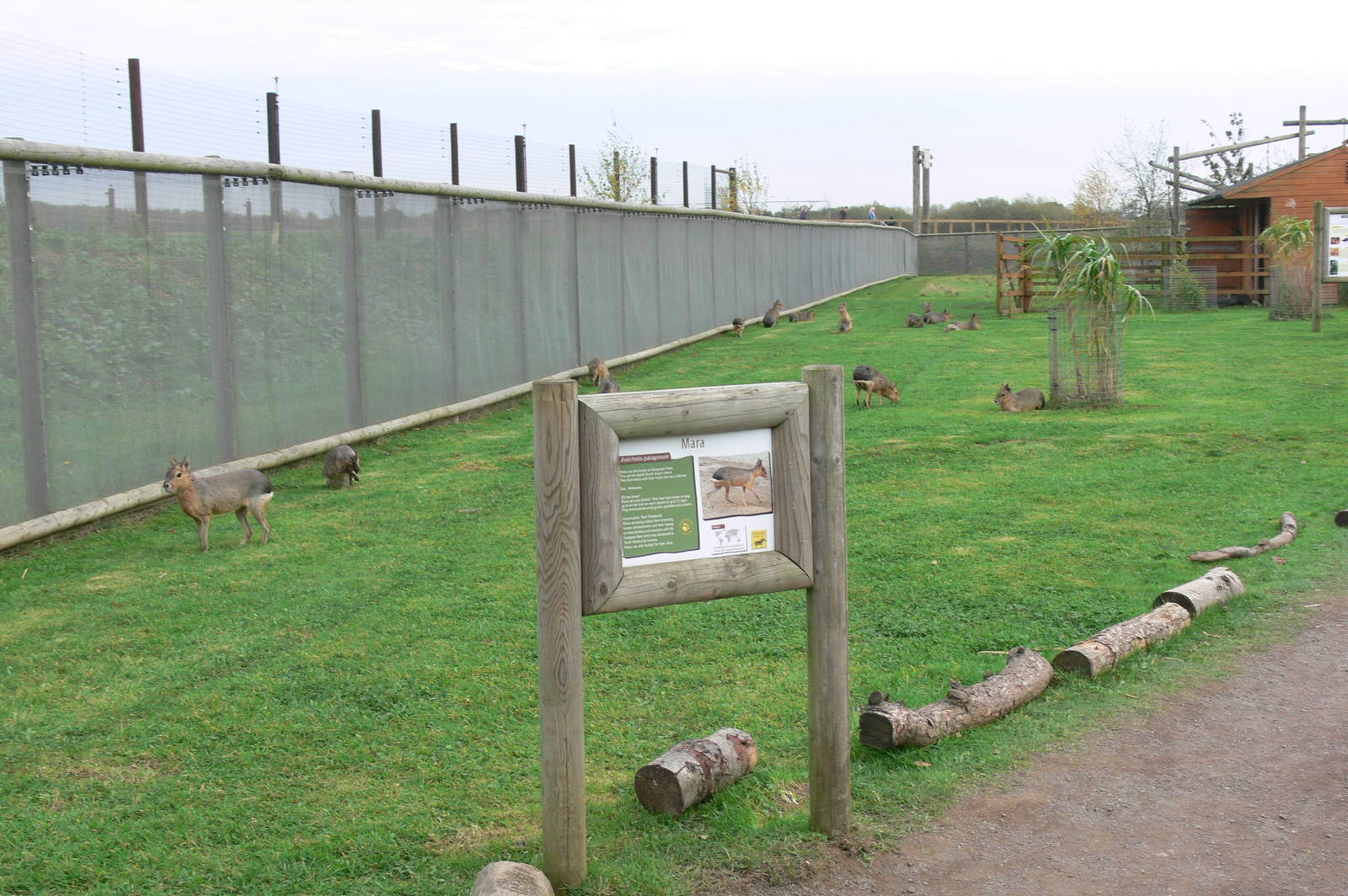 Self-labelleing Mara at Yorkshire WP, 28/10/14