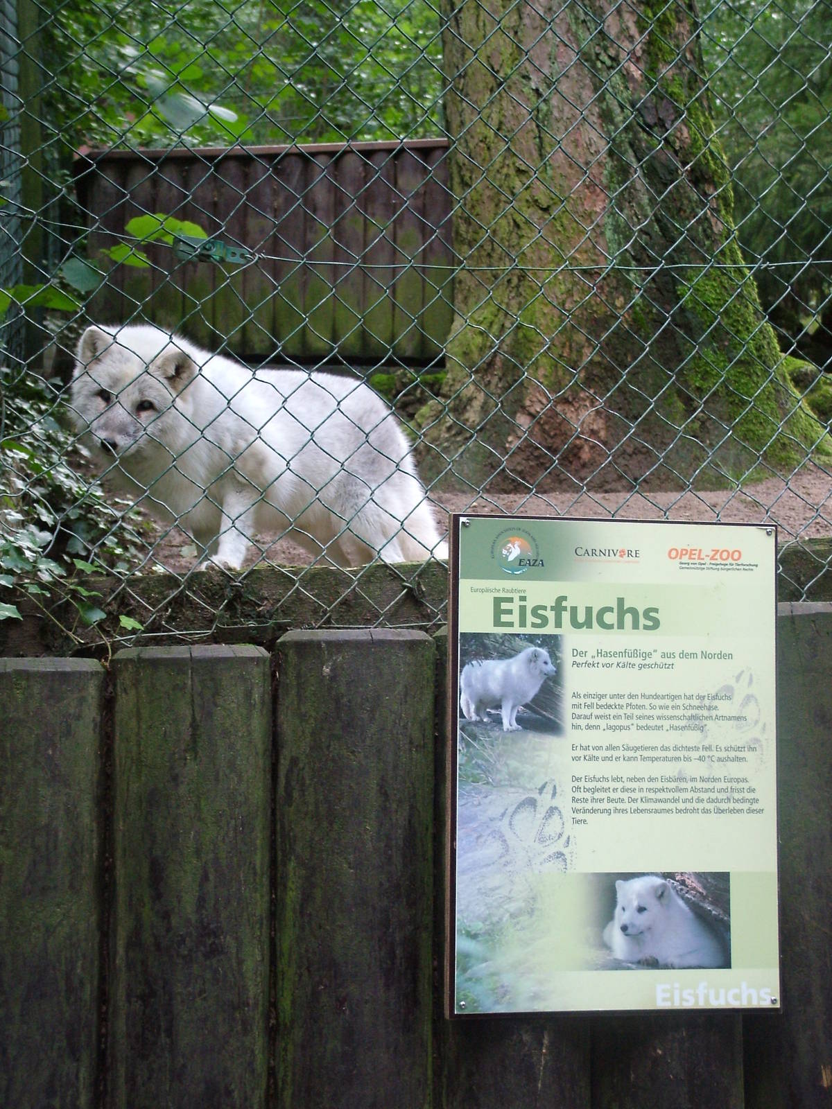Self-labelling Arctic Fox at Opel-Zoo Kronberg, 30/08/10