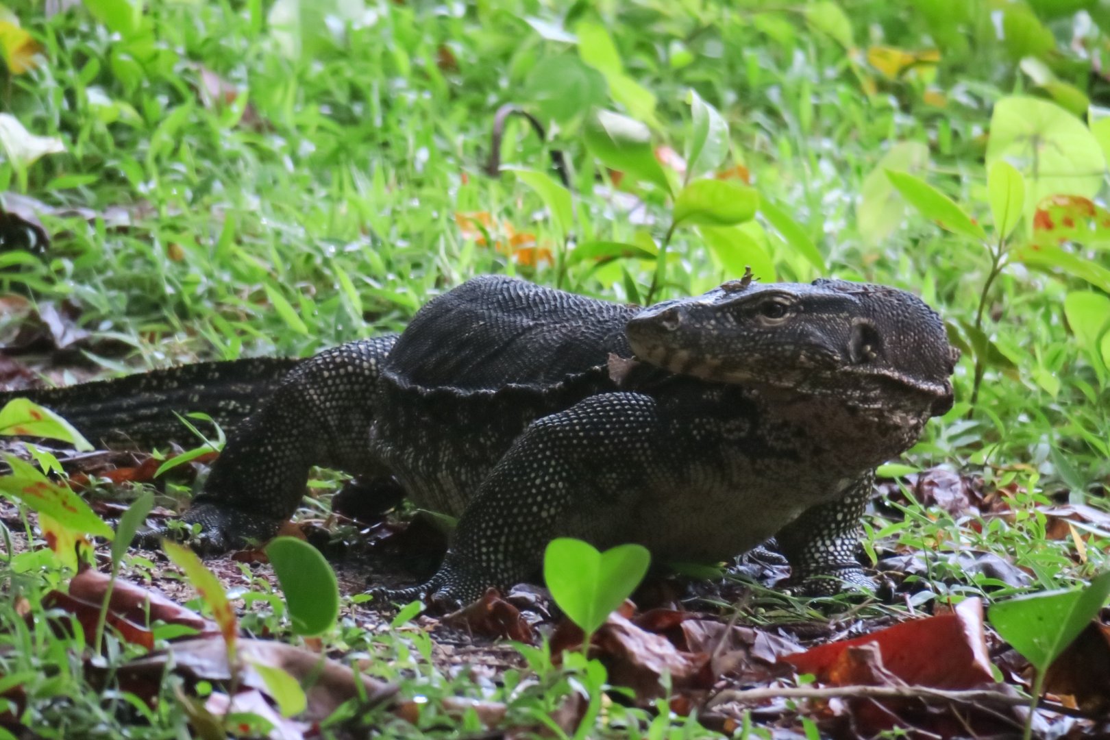 Selingan Turtle Island