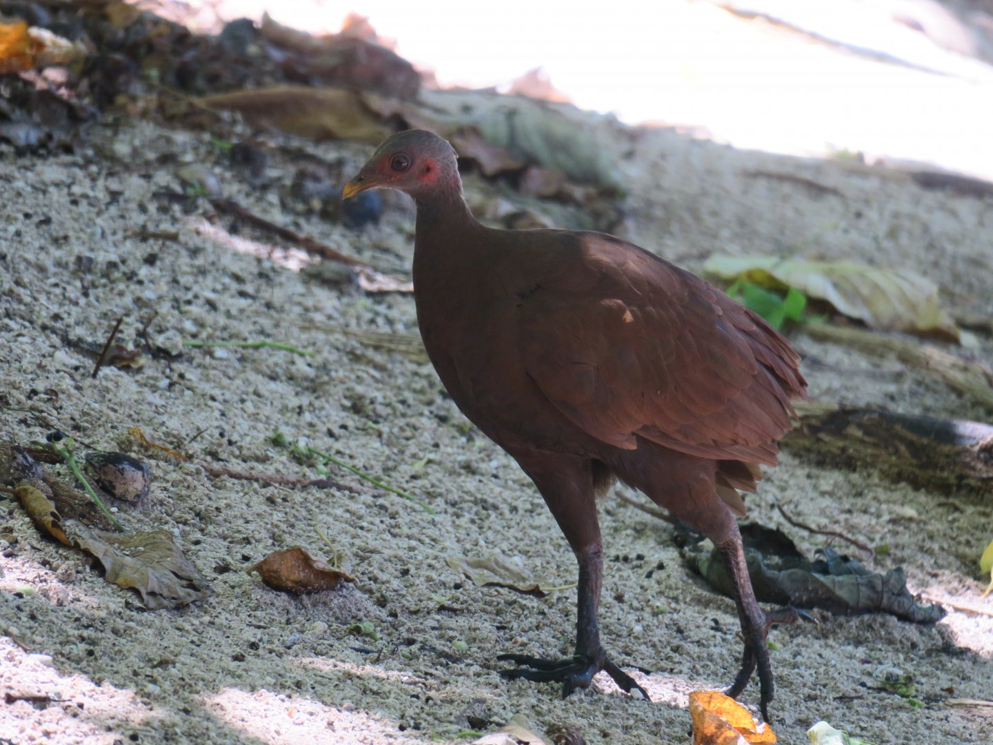 Selingan Turtle Island
