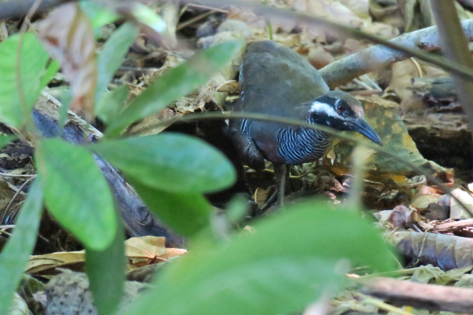 Selingan Turtle Island