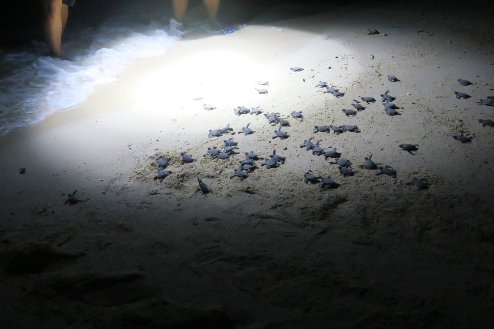 Selingan Turtle Island