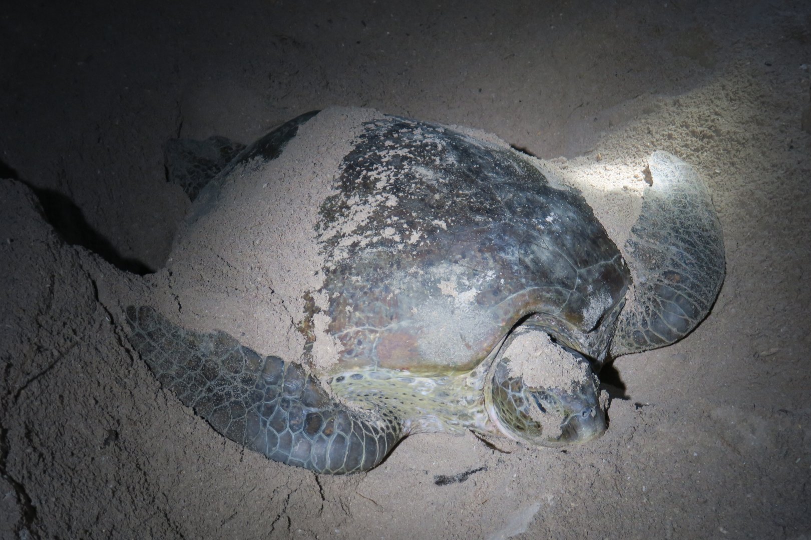 Selingan Turtle Island