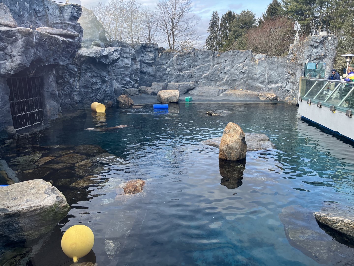 Seller’s Sea Lion Exhibit