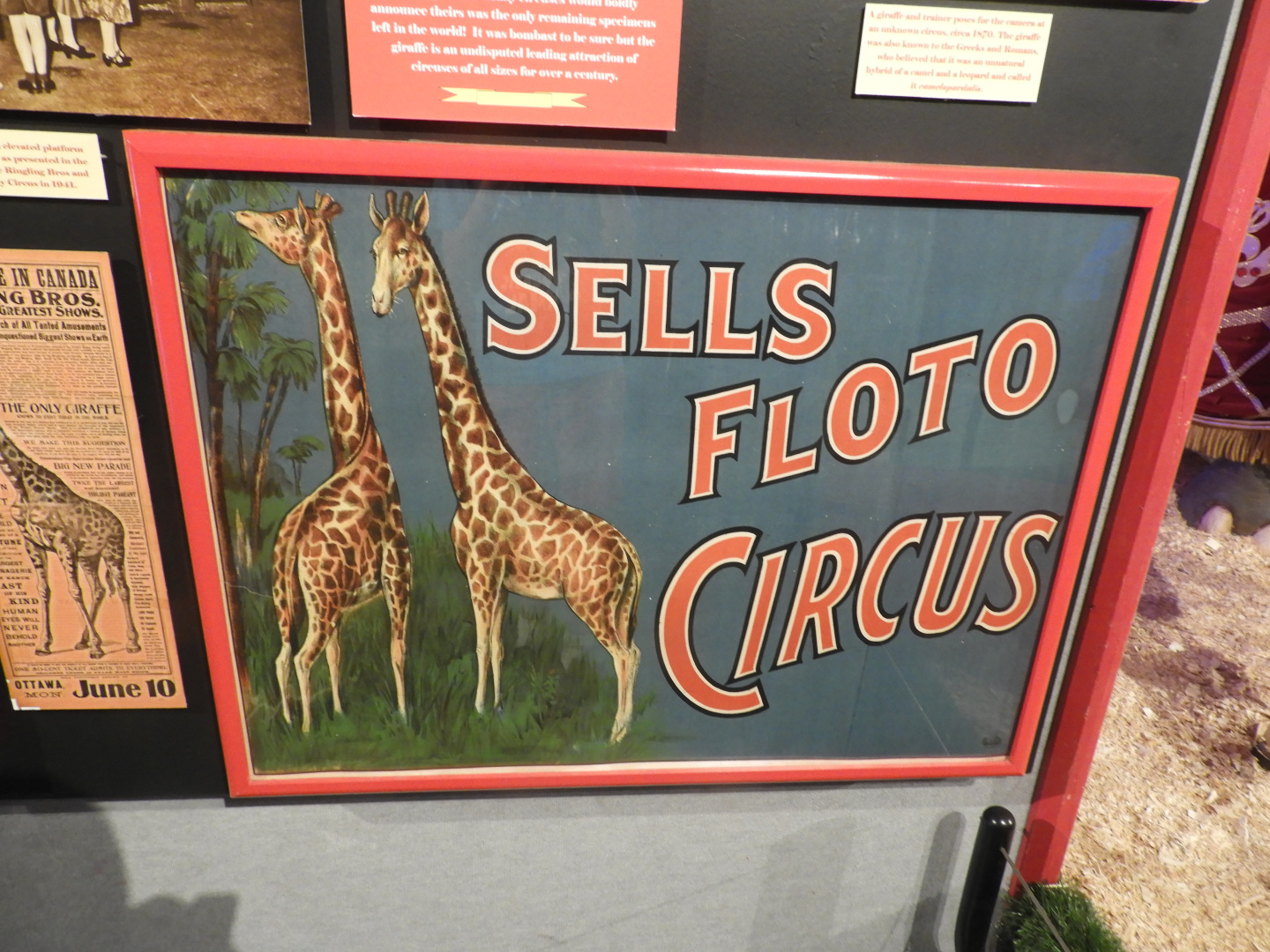 Sells Floto Circus Giraffe Poster - Circus World Musuem