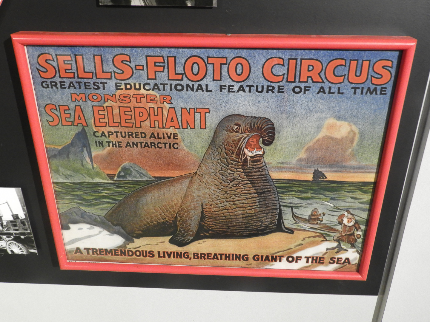 Sells-Floto Circus Southern Elephant Seal Poster - Circus World Museum
