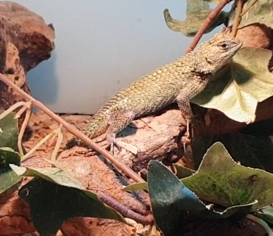 Seloporus malachiticus