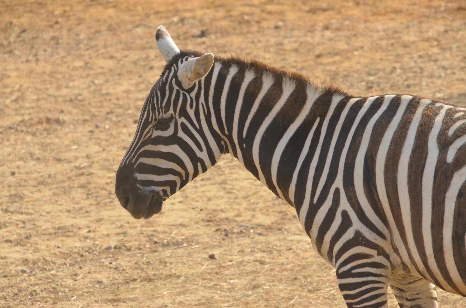 Selous' (Maneless) Zebra at Colchester, 13/08/16