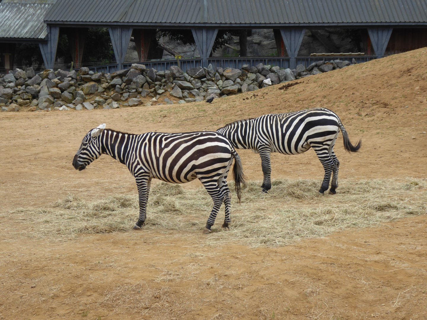 Selous' zebras 050819