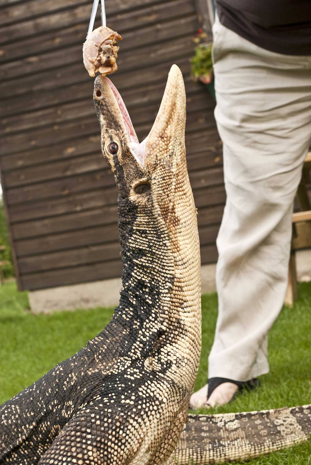 "Selung" - Varanus salvator