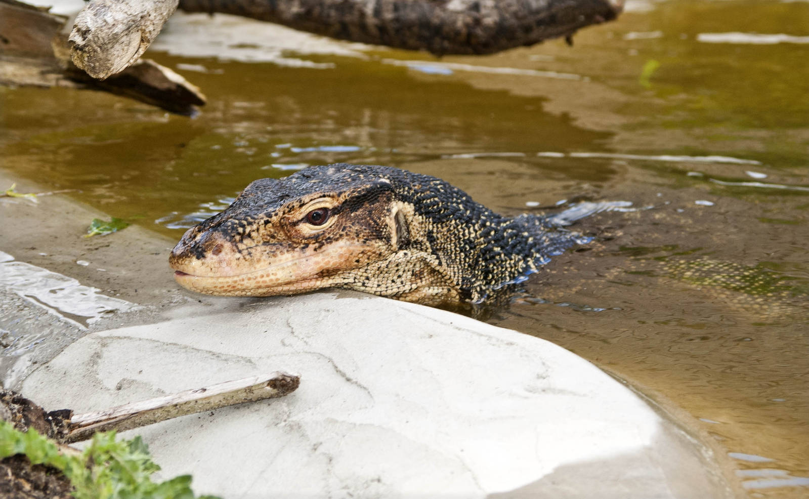 "Selung" - Varanus salvator