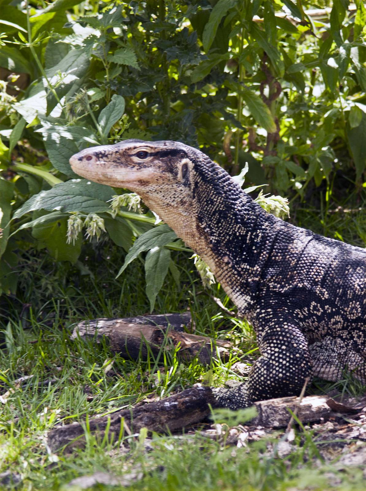 "Selung" - Varanus salvator