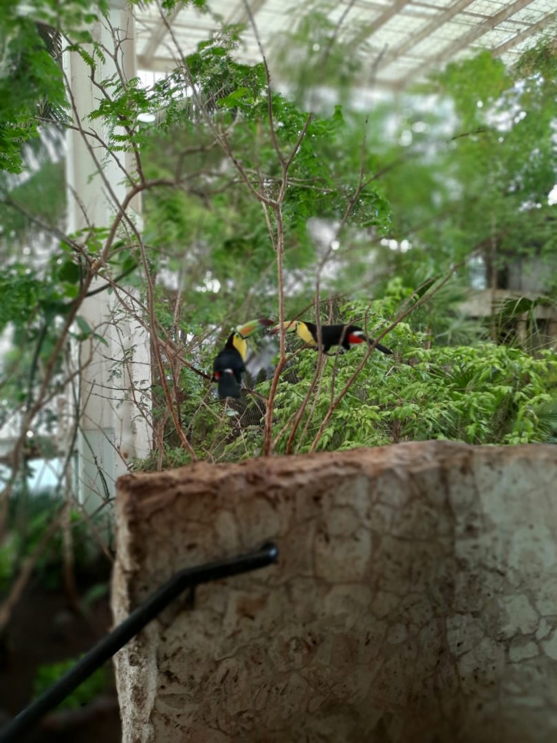Selva Maya exhibit Keel Billed Toucans