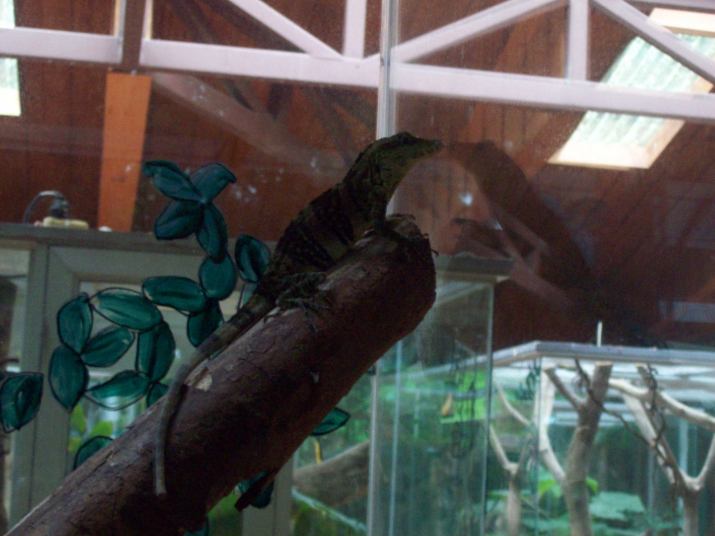 Selvatura - Giant Banded Anole