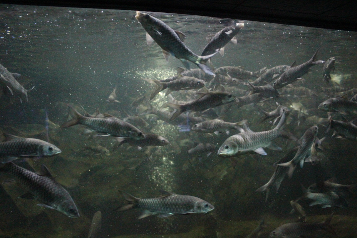 Semah mahseer (Tor douronensis)