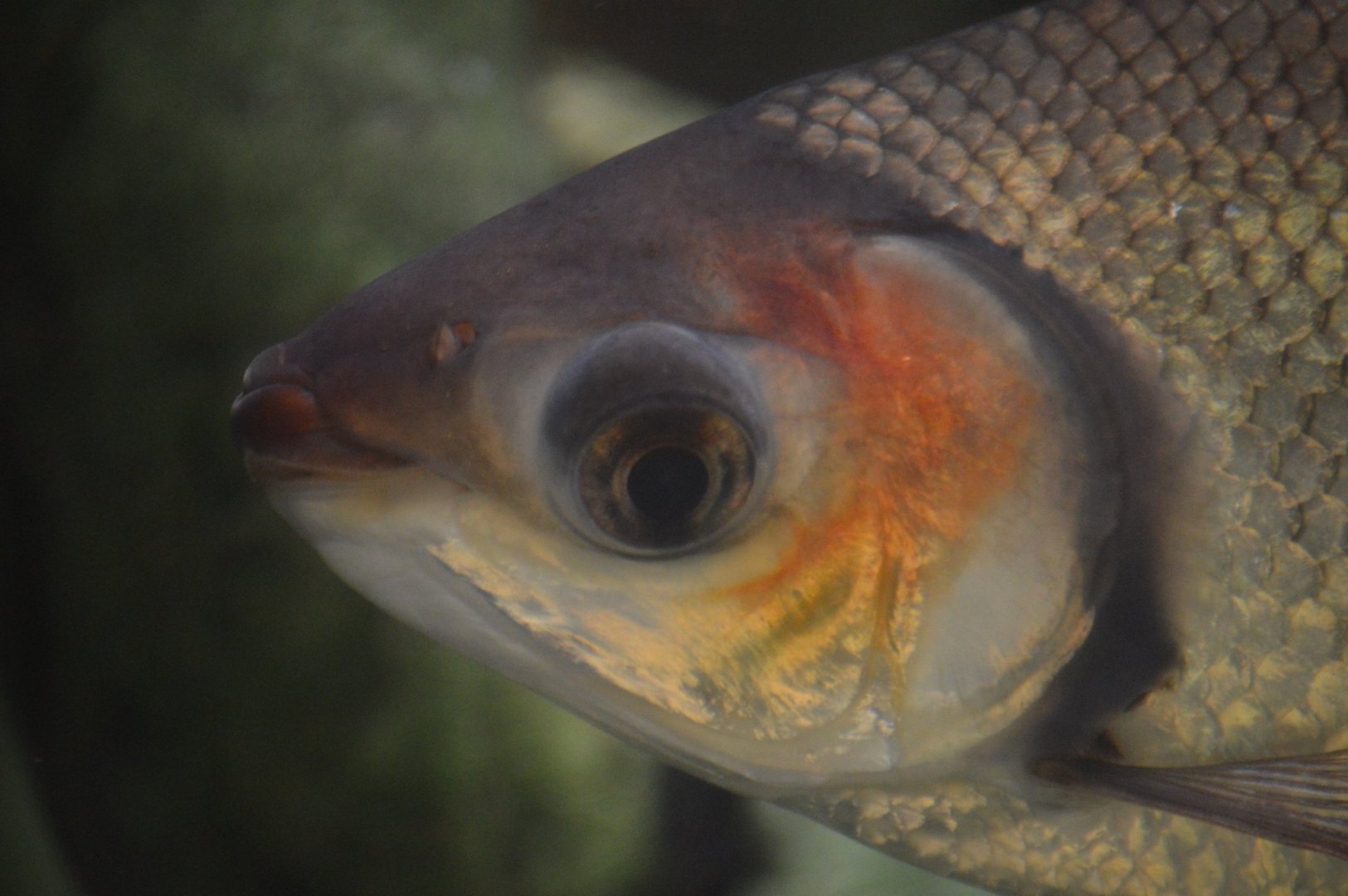 Semaprochilodus insignis