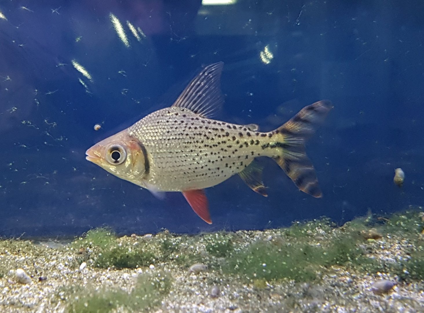 Semaprochilodus taeniurus