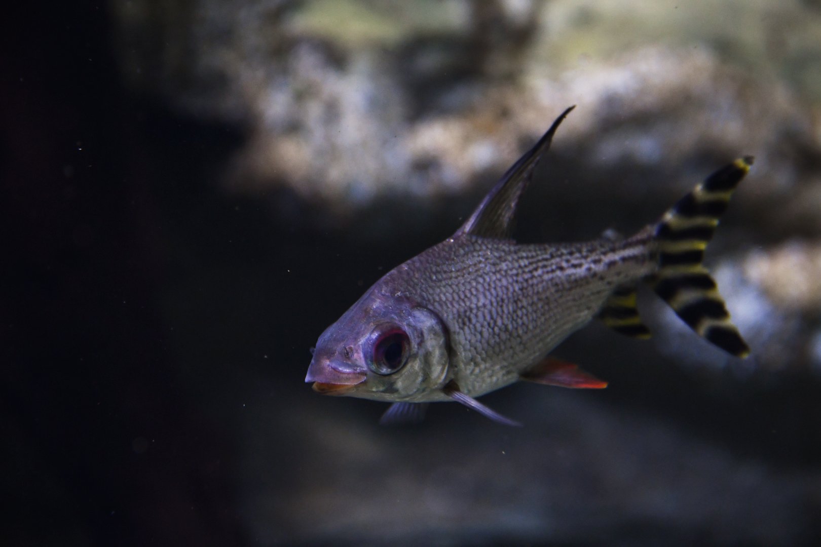 Semaprochilodus taeniurus