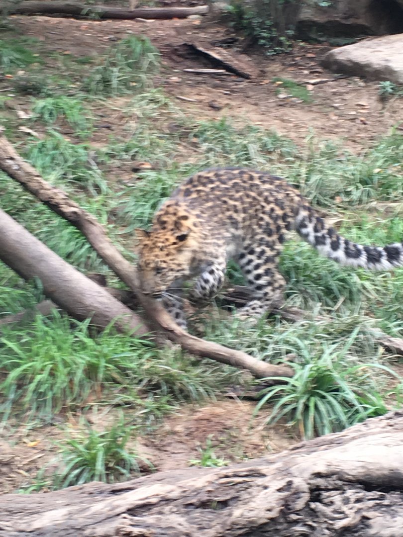 Semba Amur leopard cub
