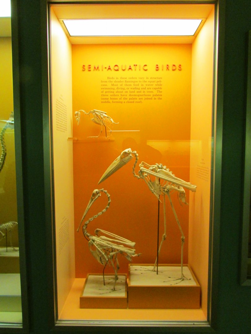 Semi-Aquatic Bird Skeletons