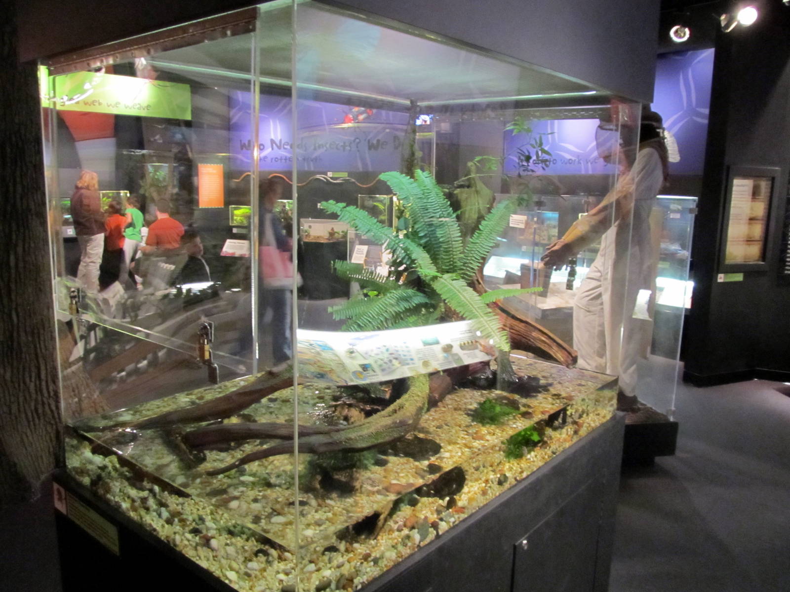 Semi-aquatic Insect Exhibit