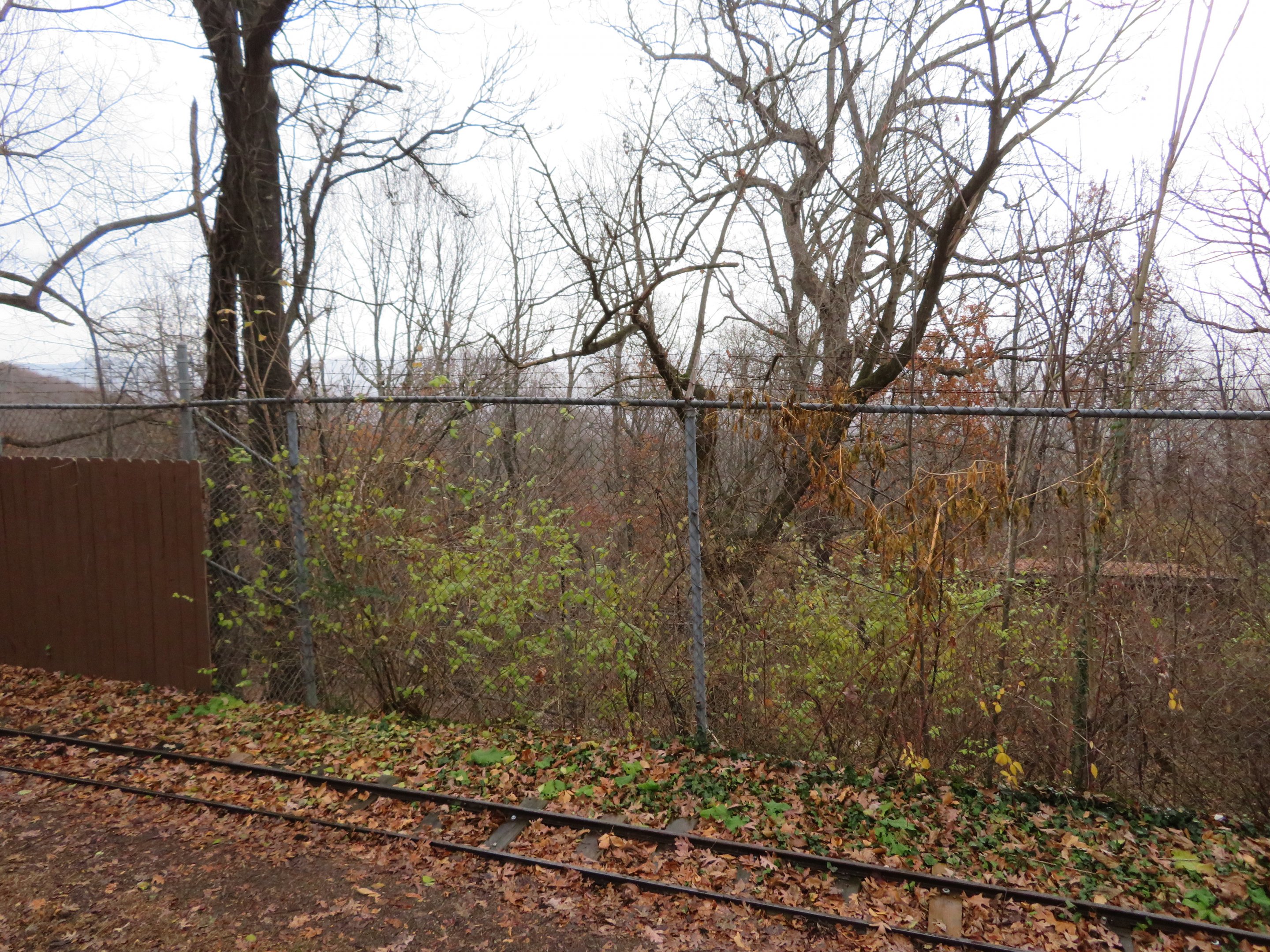 Semi-off-Display Red Wolf Pen