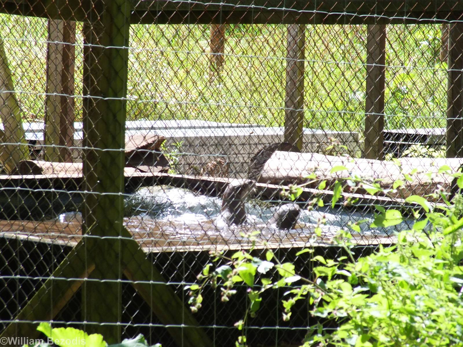 Semi-off Show Smooth-coated Otter Pair