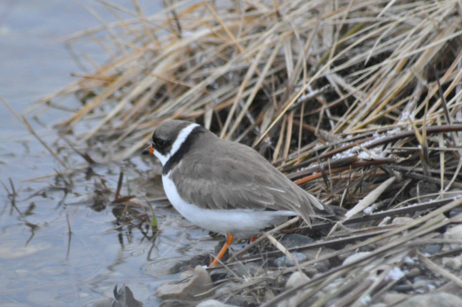 Semi-palmated Plover - Alaska