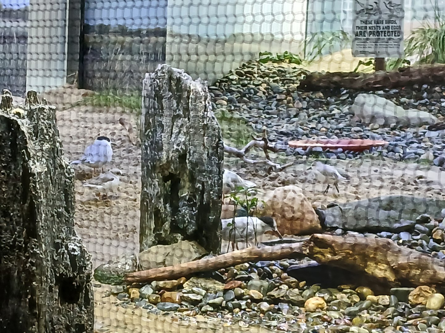 Semi palmated Sandpoper, Common Tern, Piping Plover and Sanderling - Seen Jan 29 2025