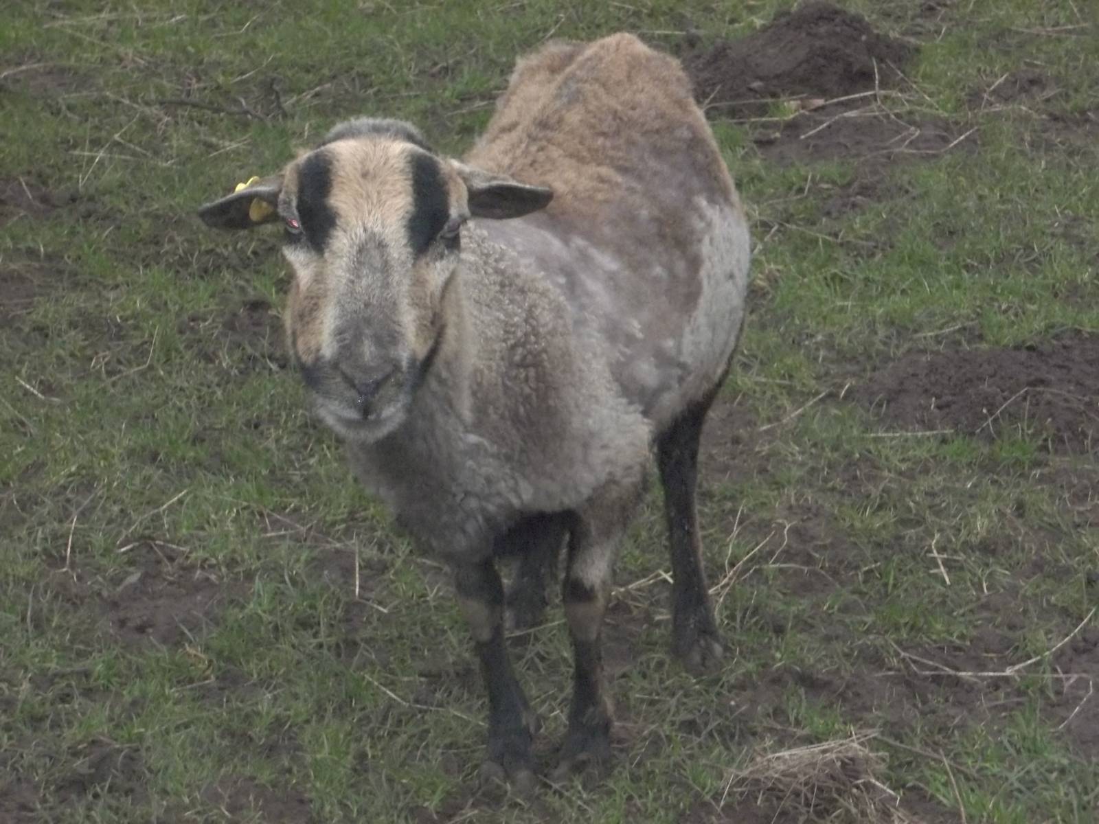 Semi-plucked Florrie! 28th February 2015