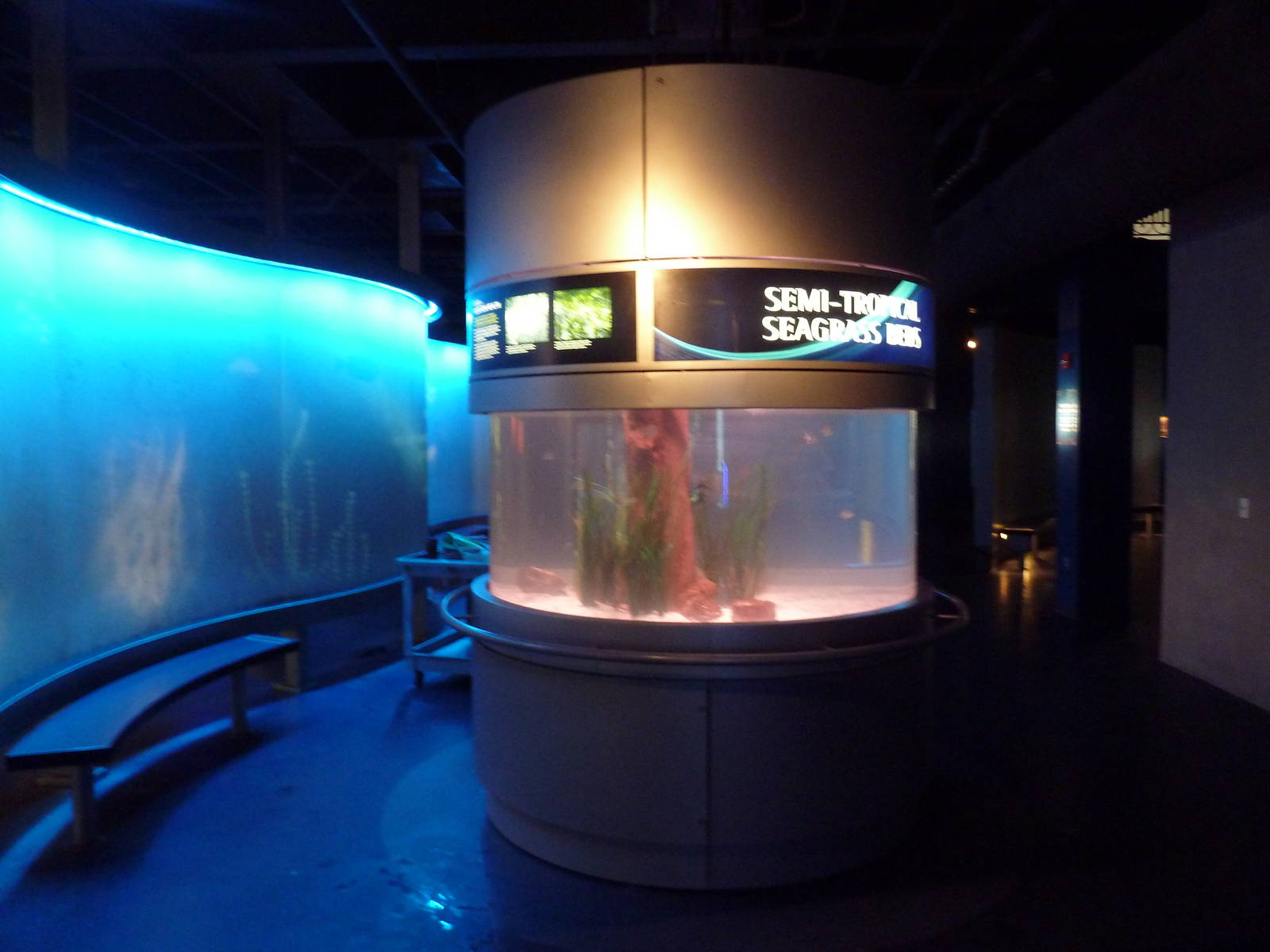 Semi-Tropical Seagrass Beds Exhibit