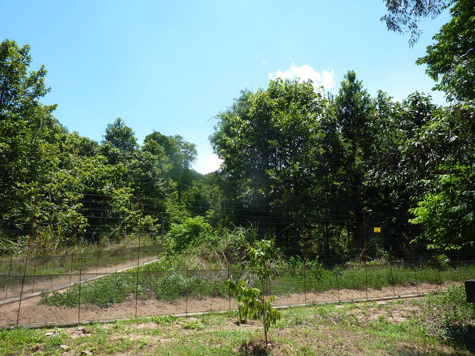 Semi-wild primate enclosures, May 2013