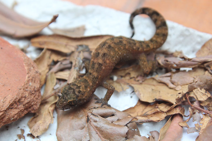 Semiadi's bent-toed gecko (Cyrtodactylus semiadii)