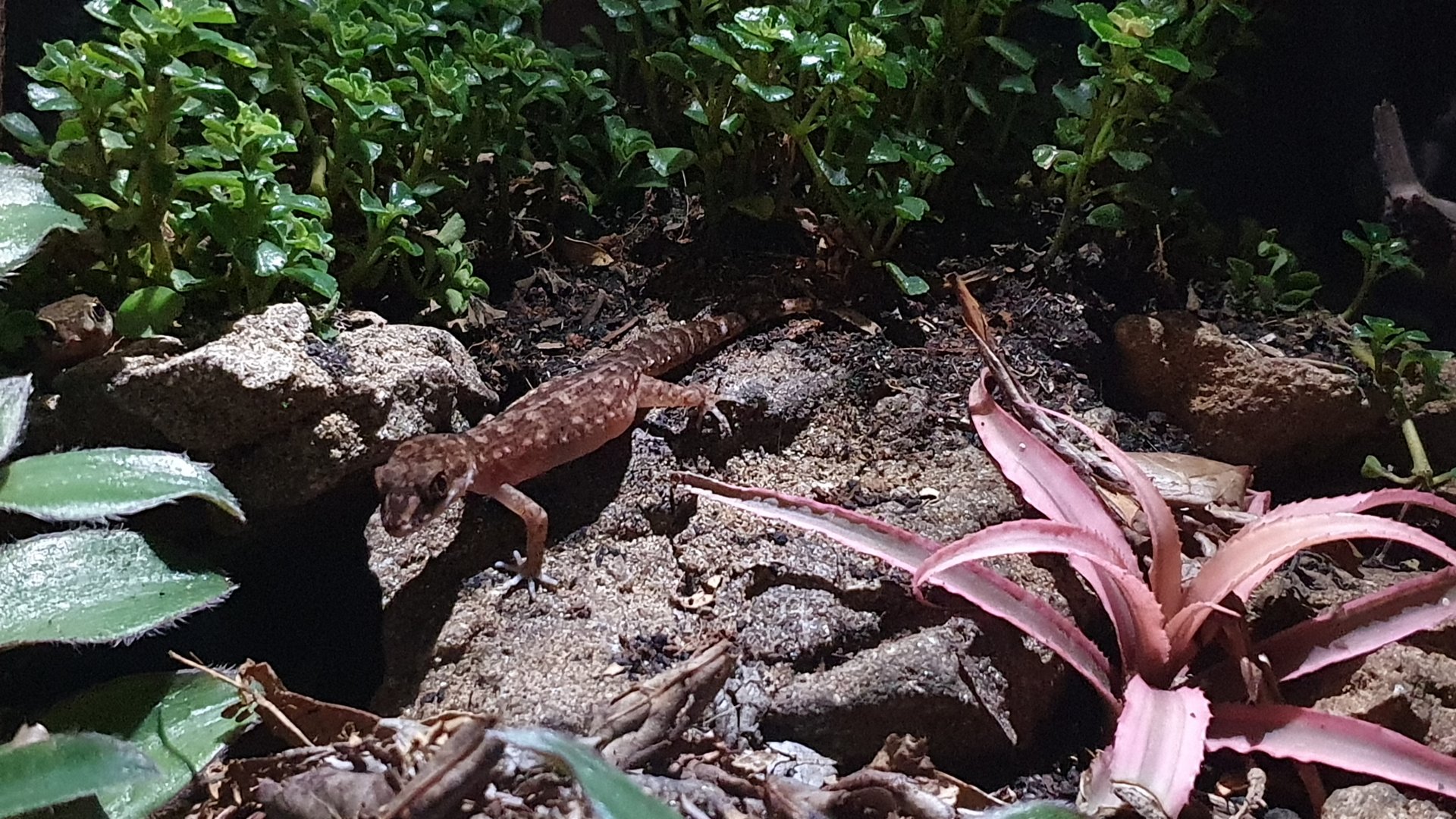 Semiadi's Bent-toed Gecko (Cyrtodactylus semiadii)