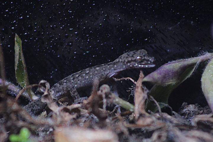 Semiadi's bent-toed gecko (Cyrtodactylus semiadii)