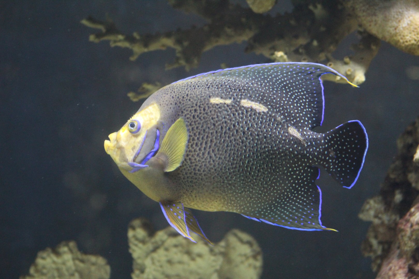 Semicircle Angelfish