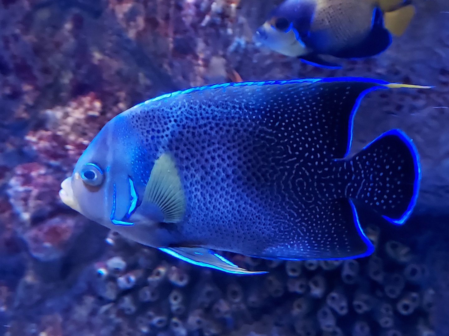 Semicircle Angelfish