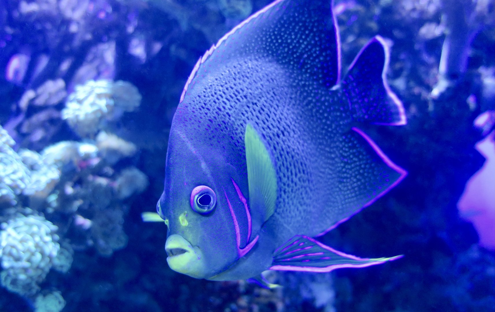 Semicircled Angelfish (Pomacanthus semicirculatus)