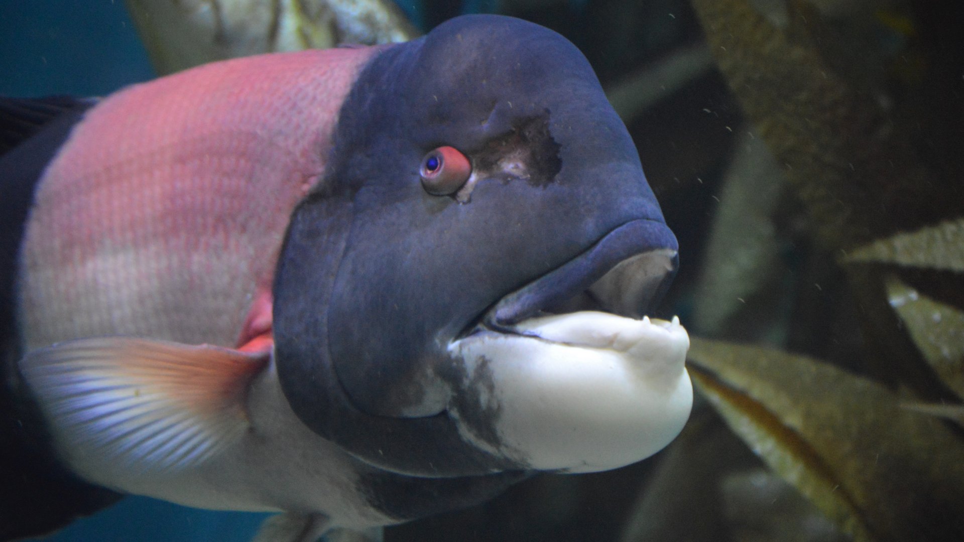 Semicossyphus pulcher