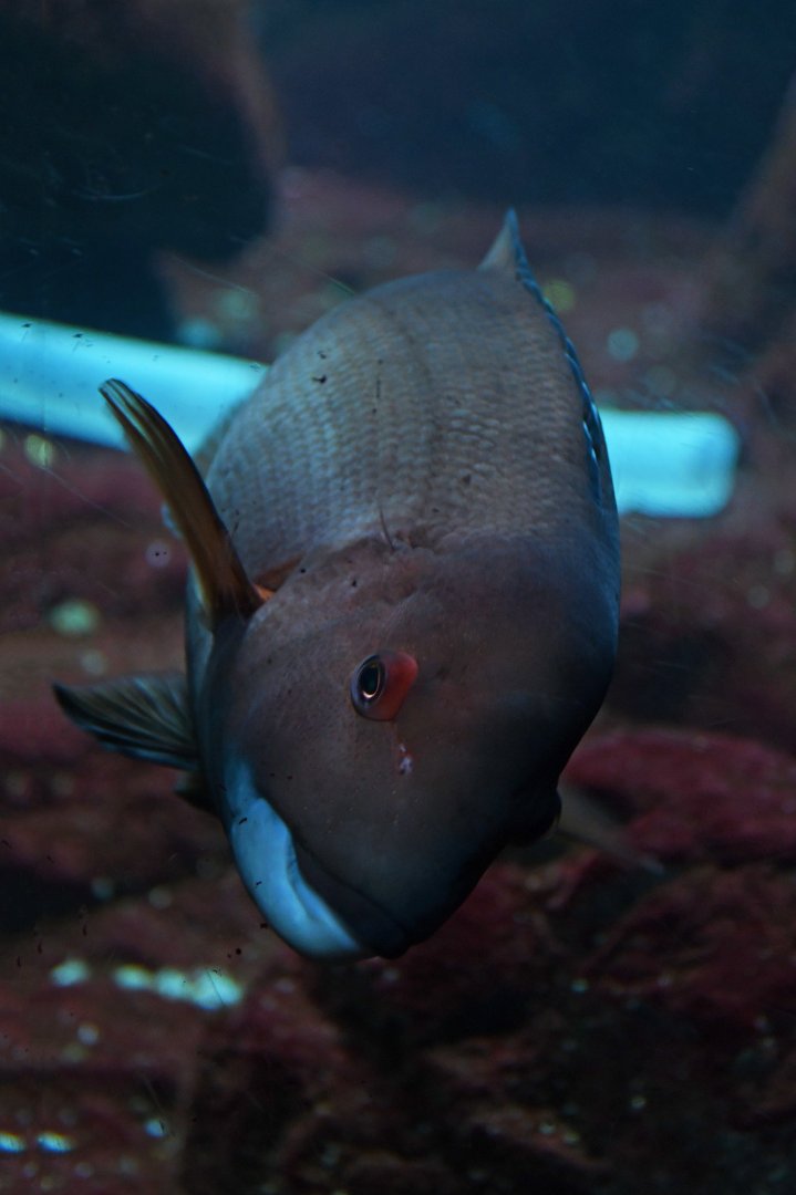 Semicossyphus pulcher