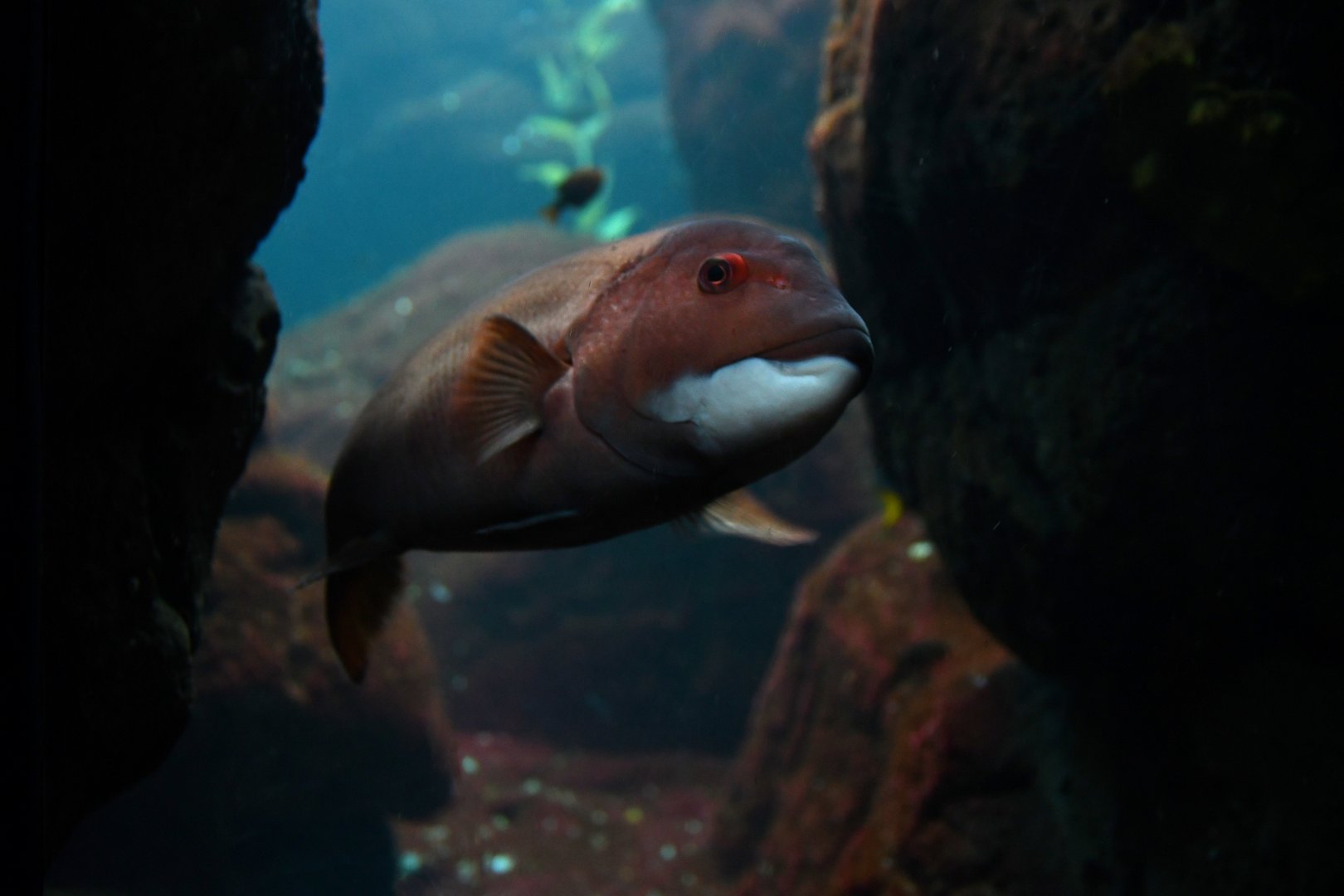 Semicossyphus pulcher