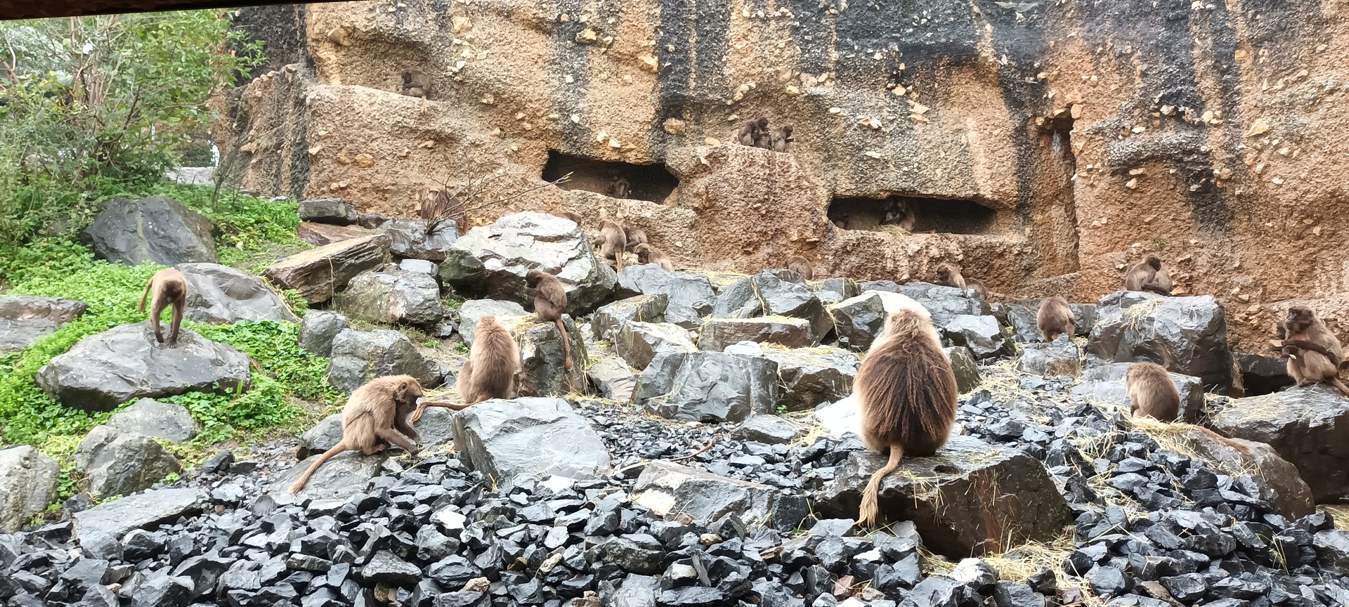 Semien Gelada Baboons
