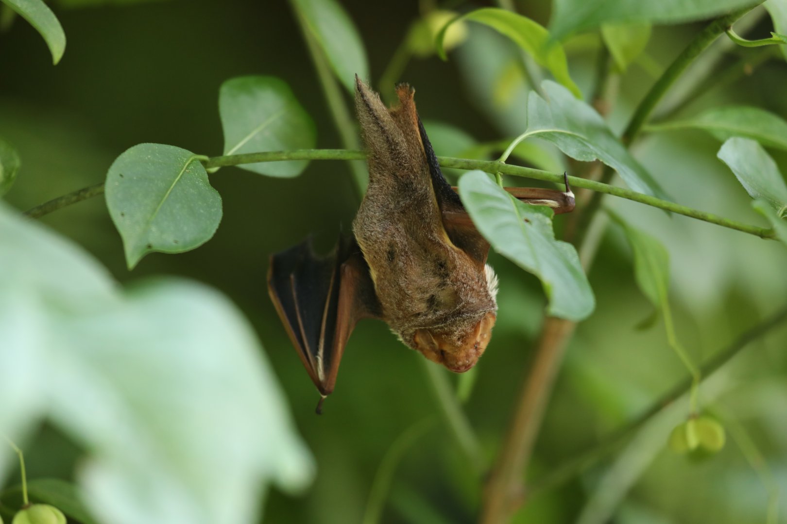 Seminole bat (Lasiurus seminolus)